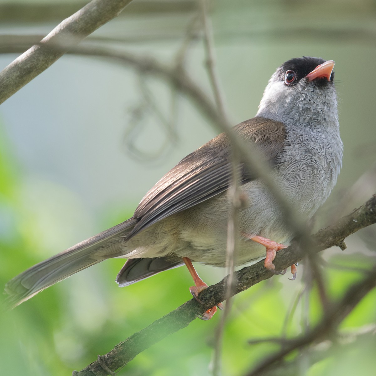 Bush Blackcap - ML612130927