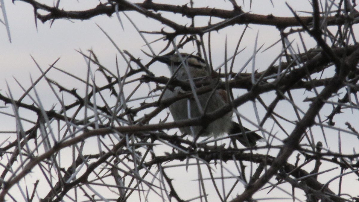 Brown-crowned Tchagra - ML612130935