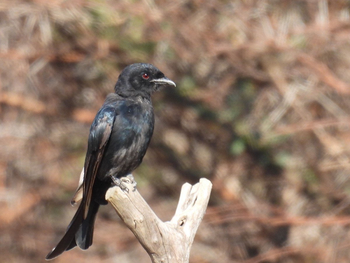 Çatal Kuyruklu Drongo (apivorus) - ML612130939