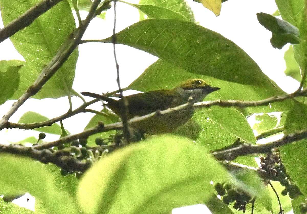 Silver-throated Tanager - ML612131030