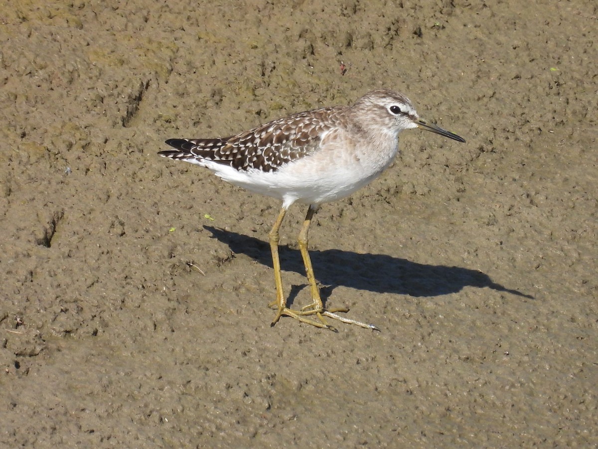 Wood Sandpiper - ML612131068