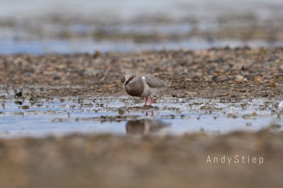 Magellanic Plover - Andrea Stiep