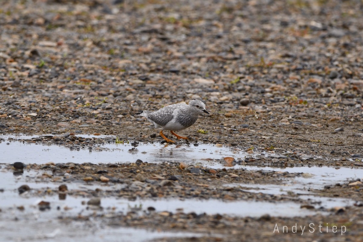 Magellanic Plover - Andrea Stiep