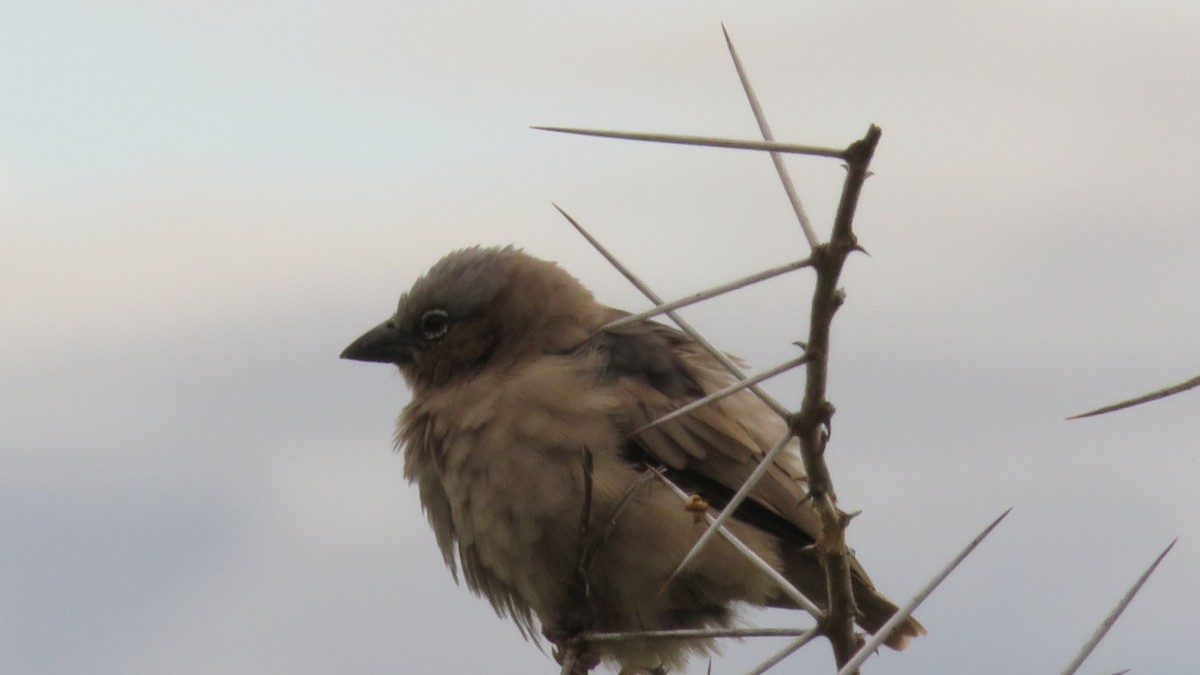 Gray-headed Social-Weaver - ML612131131