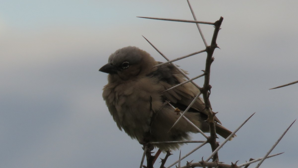 Gray-headed Social-Weaver - ML612131132