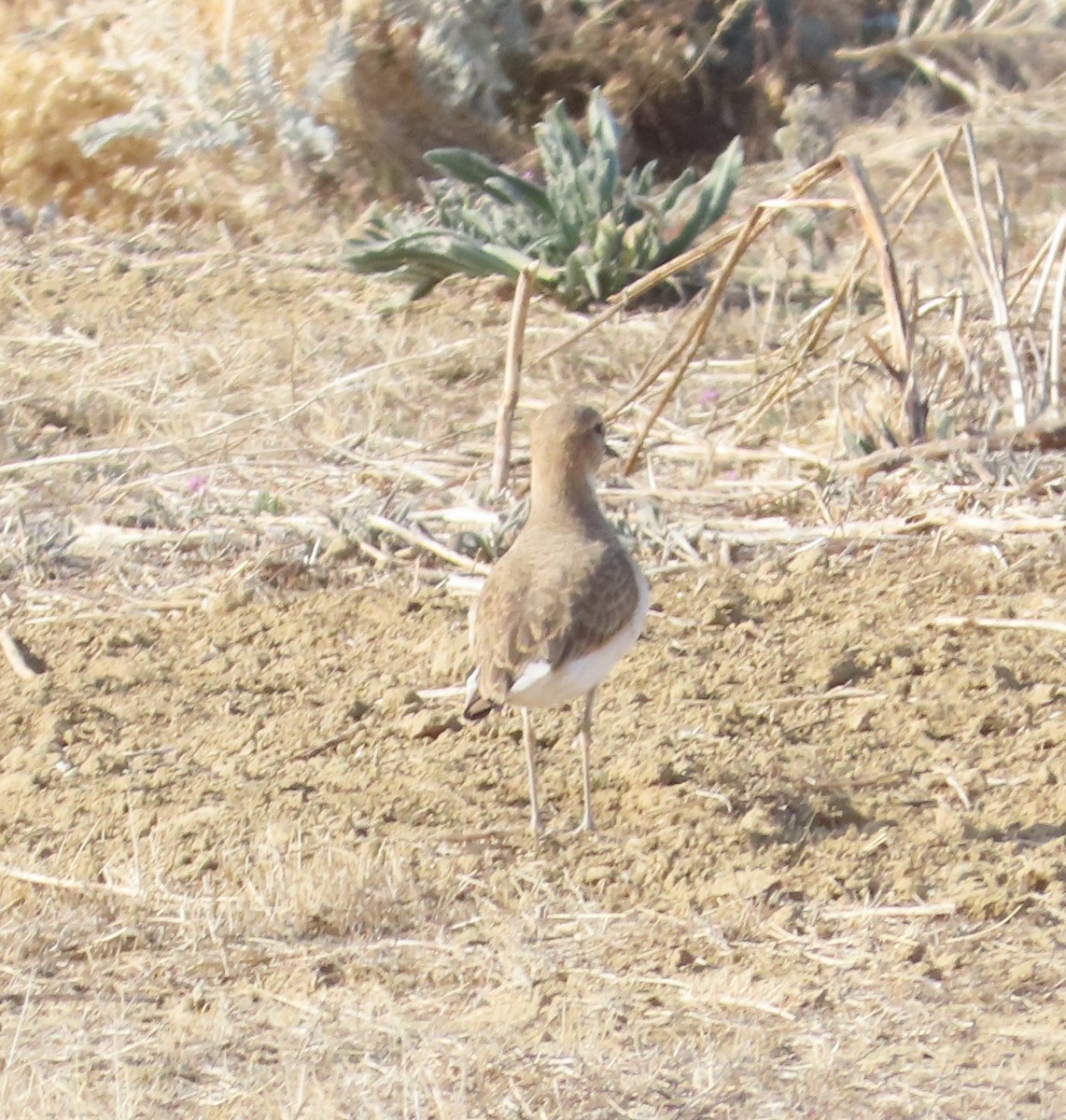 Mountain Plover - ML612131141