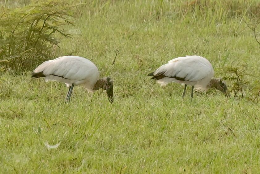 Wood Stork - ML612131216