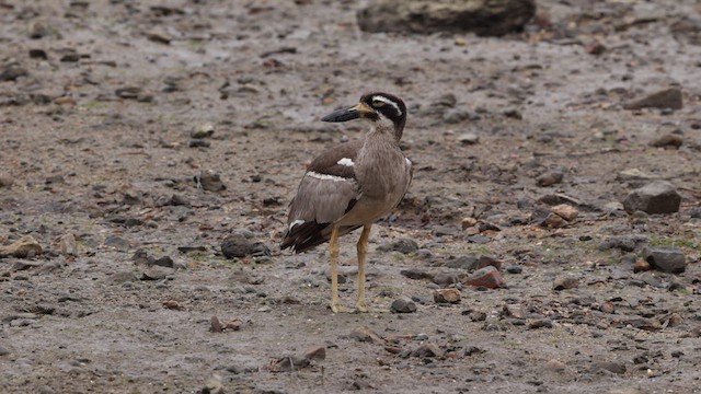 Beach Thick-knee - ML612131237