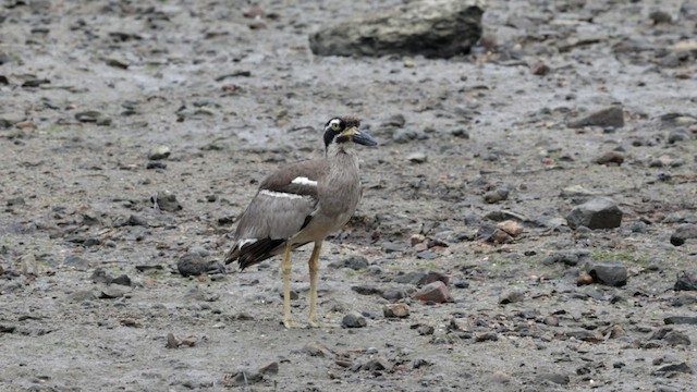 Beach Thick-knee - ML612131242