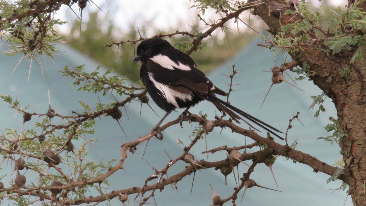 Magpie Shrike - ML612131251