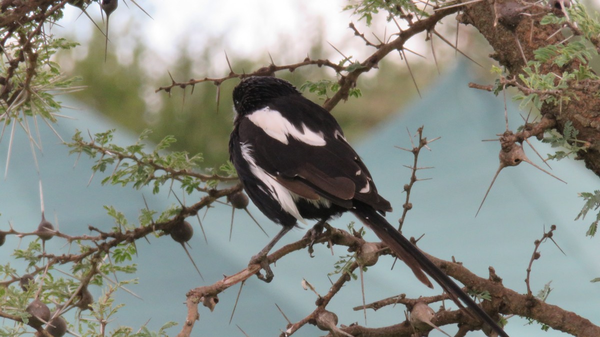 Magpie Shrike - ML612131254