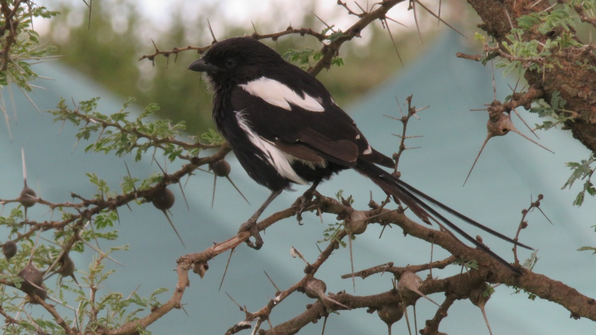 Magpie Shrike - ML612131256