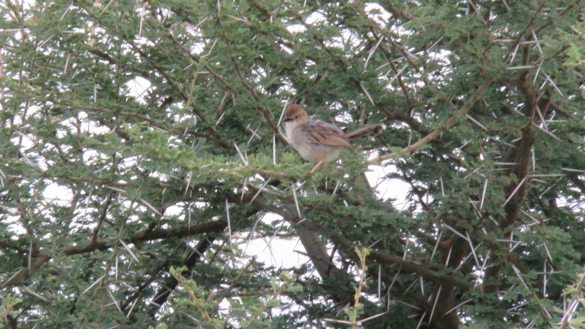 Rattling Cisticola - ML612131290