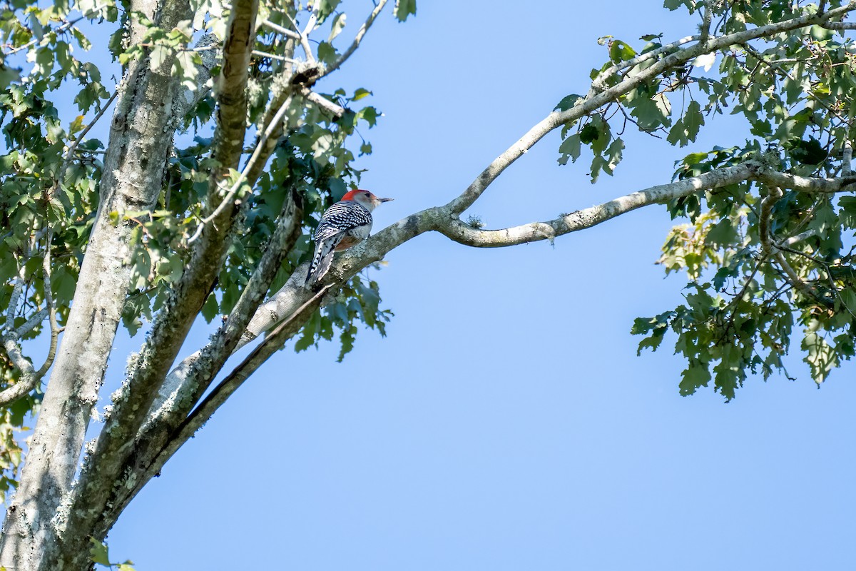 Red-bellied Woodpecker - ML612131353