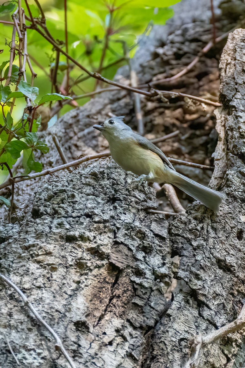 Tufted Titmouse - ML612131465