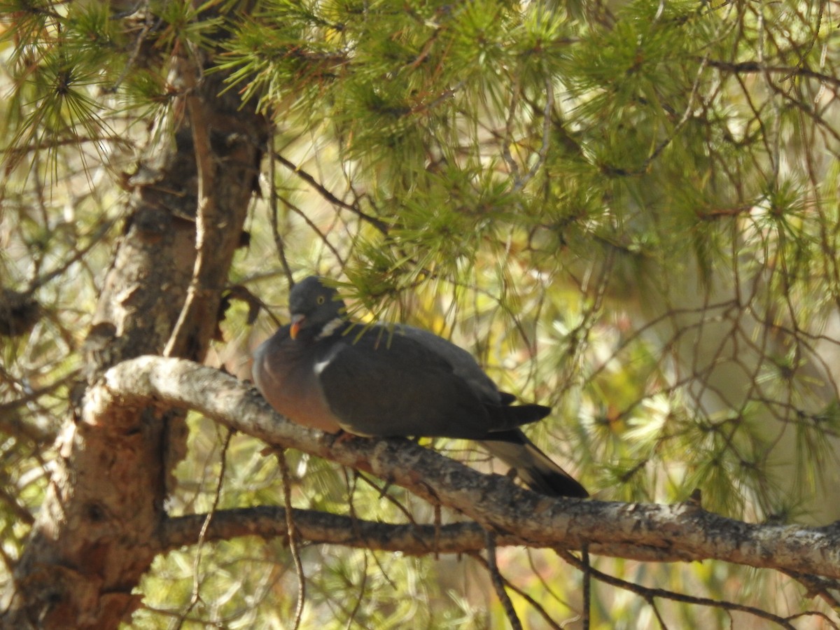 Common Wood-Pigeon - ML612131595