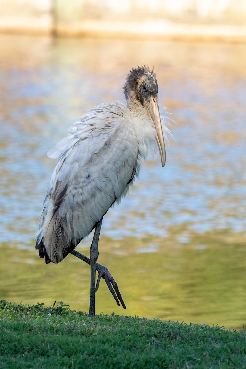 Wood Stork - Debbie Tubridy