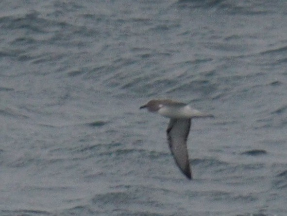 Cook's Petrel - ML612131742