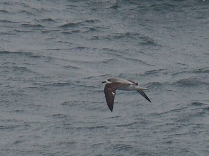 Cook's Petrel - ML612131743