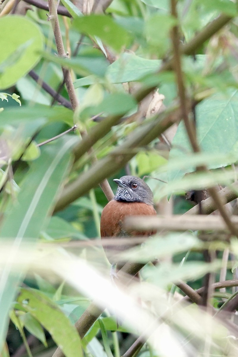 Rufous-breasted Spinetail - ML612131811