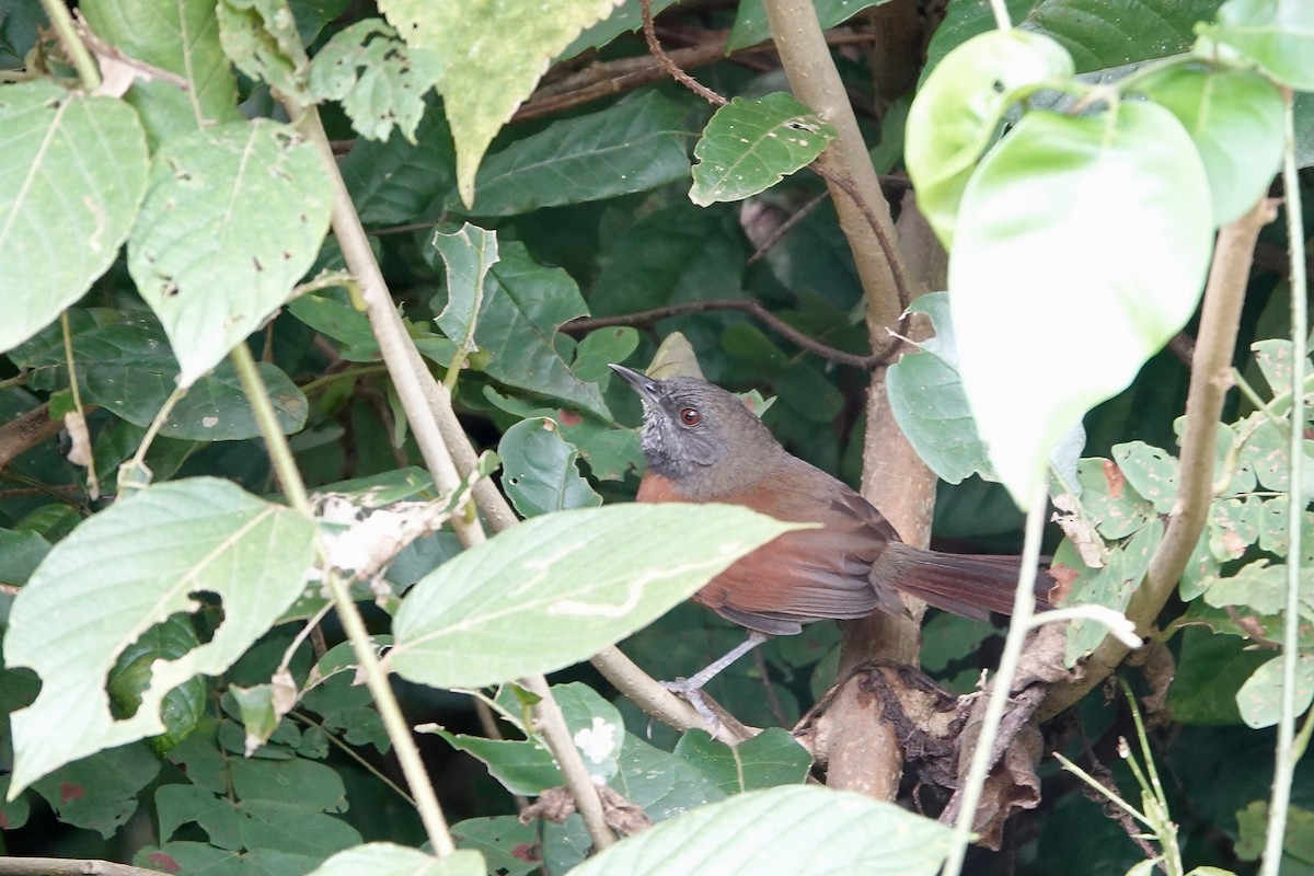 Rufous-breasted Spinetail - ML612131812