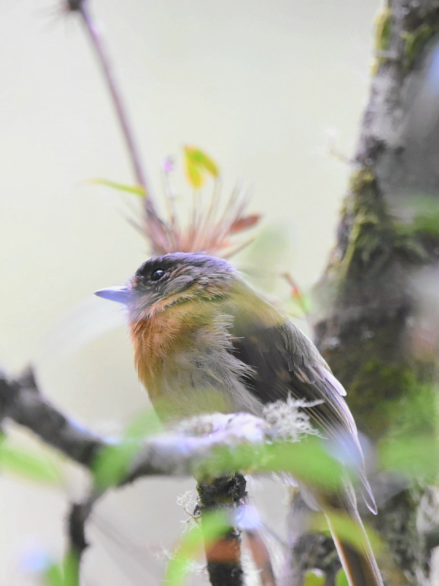 Rufous-breasted Flycatcher - ML612131870