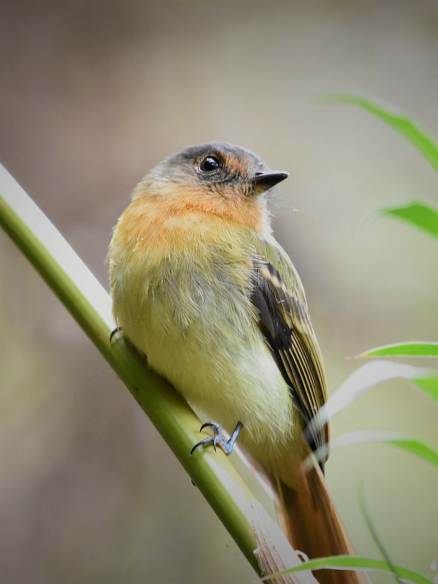 Rufous-breasted Flycatcher - ML612131871