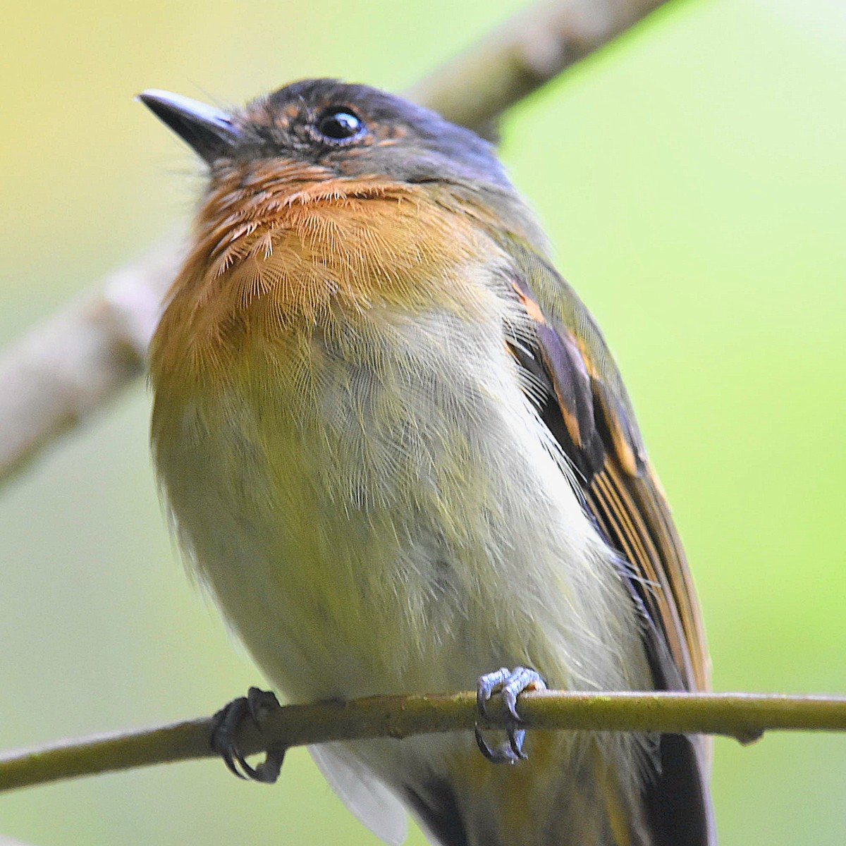 Rufous-breasted Flycatcher - ML612131872