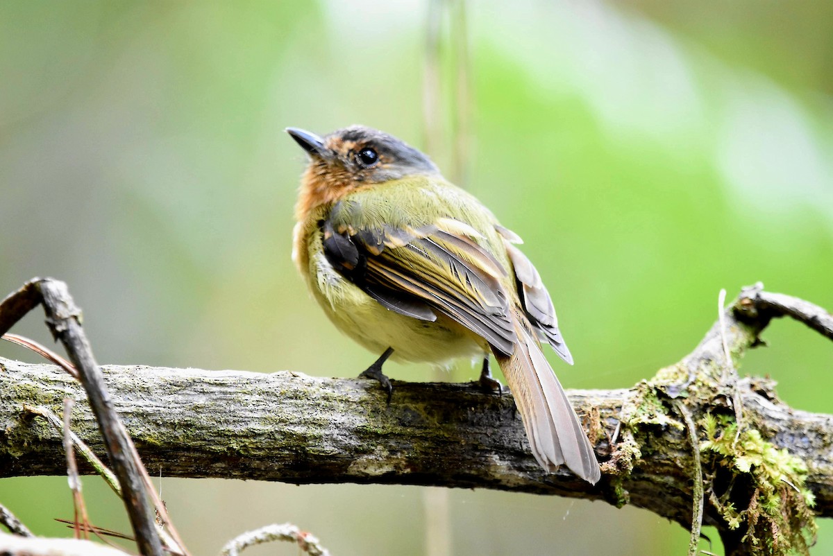 Rufous-breasted Flycatcher - ML612131873