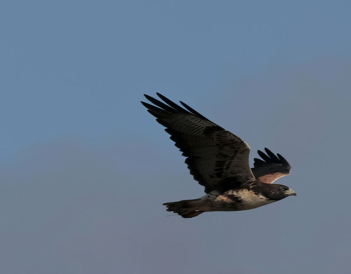 White-tailed Hawk - ML612131922