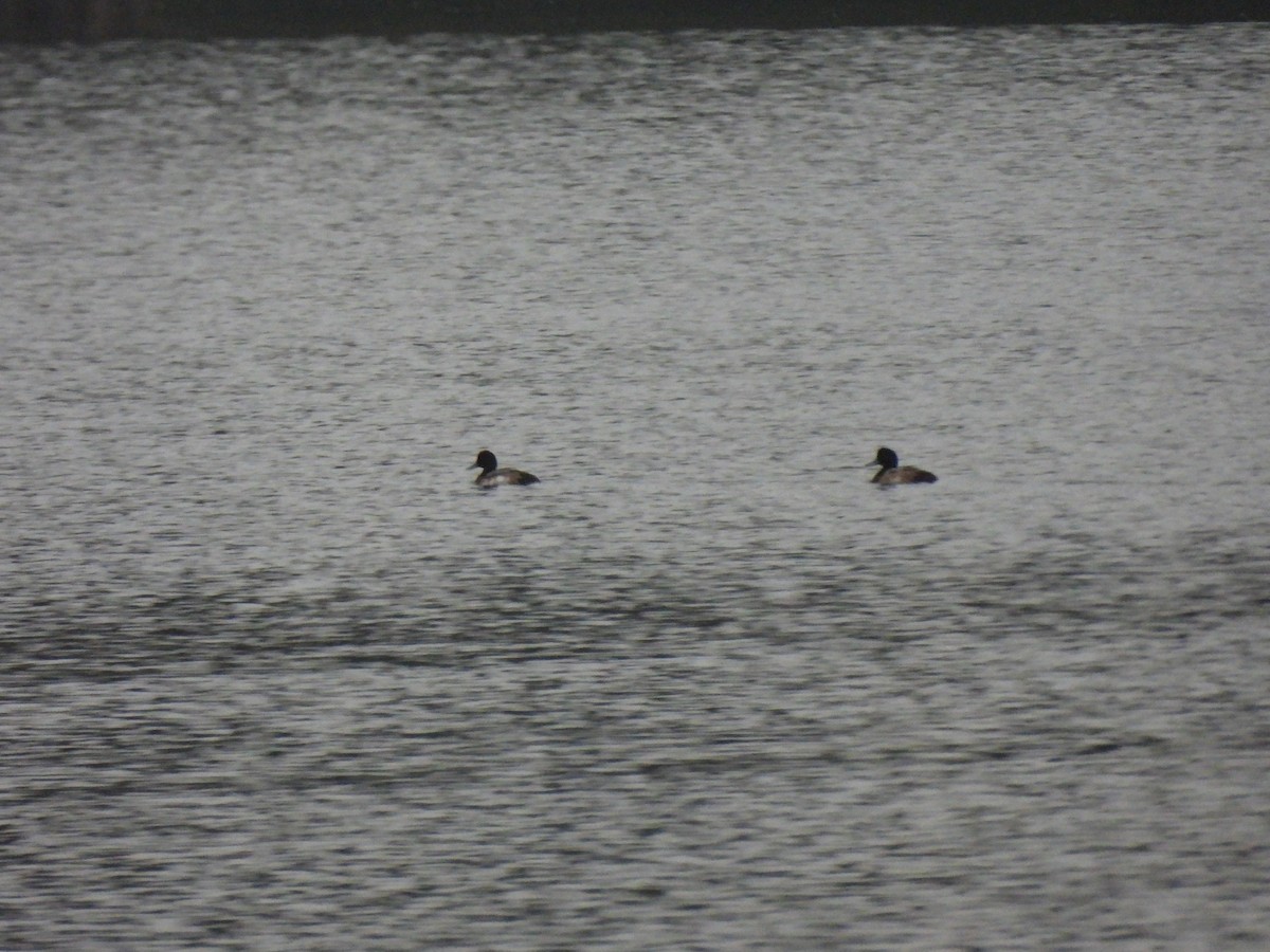 Greater Scaup - ML612131948