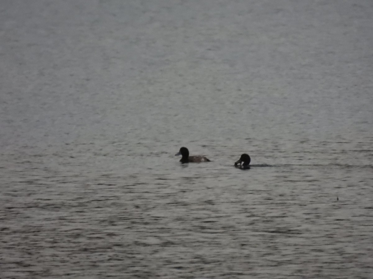 Greater Scaup - ML612131949