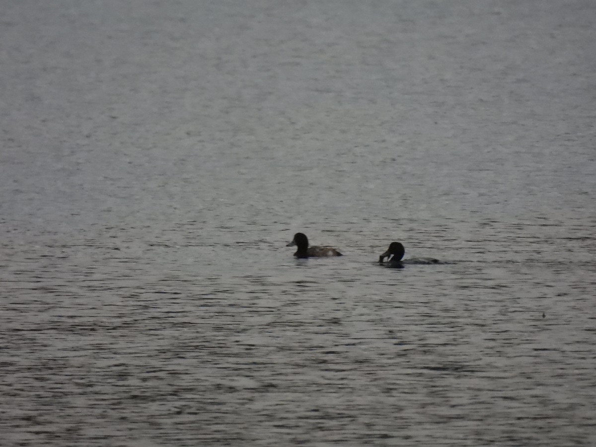 Greater Scaup - ML612131950