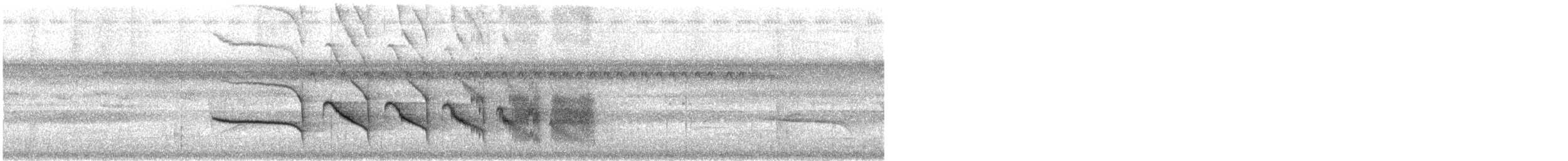 Fourmilier à poitrine blanche - ML612132006