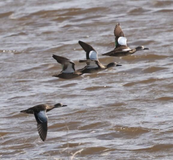 Blue-winged Teal - ML612132083