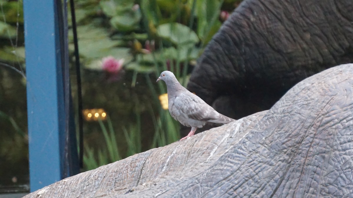 Rock Pigeon (Feral Pigeon) - ML612132088