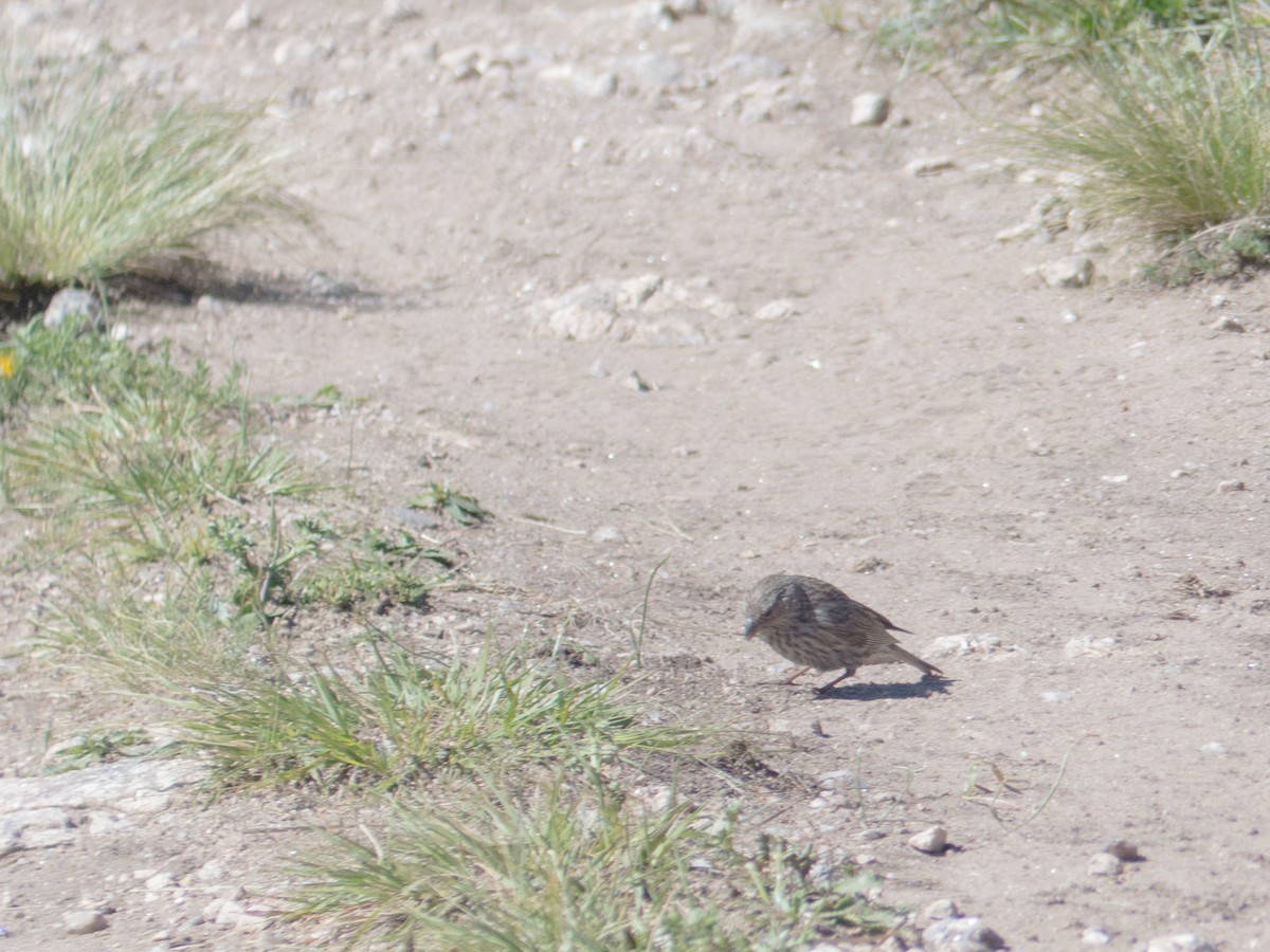 Plumbeous Sierra Finch - Santiago Fernandez Bordin