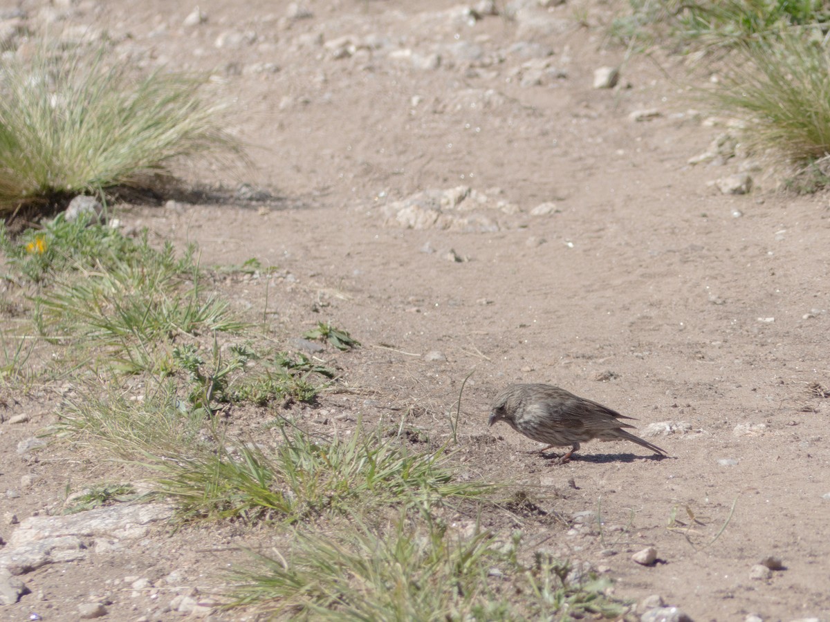 Plumbeous Sierra Finch - Santiago Fernandez Bordin