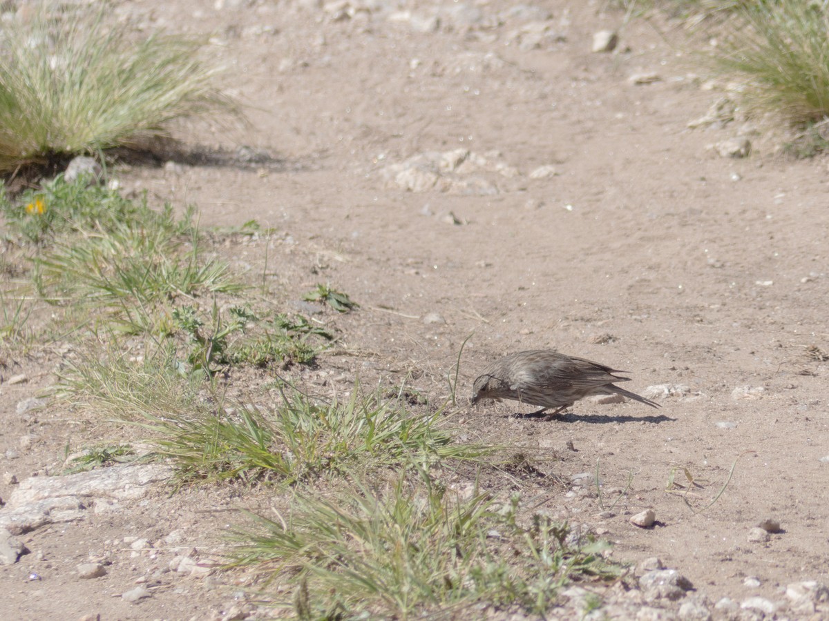 Plumbeous Sierra Finch - Santiago Fernandez Bordin