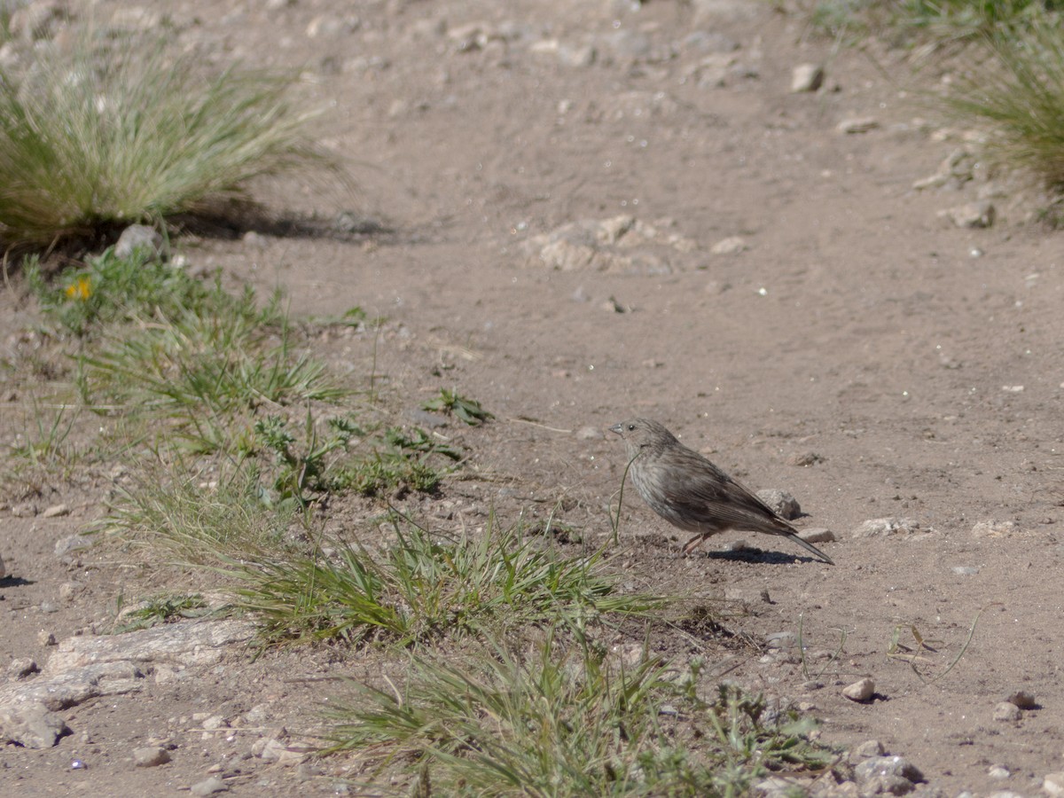 Plumbeous Sierra Finch - Santiago Fernandez Bordin