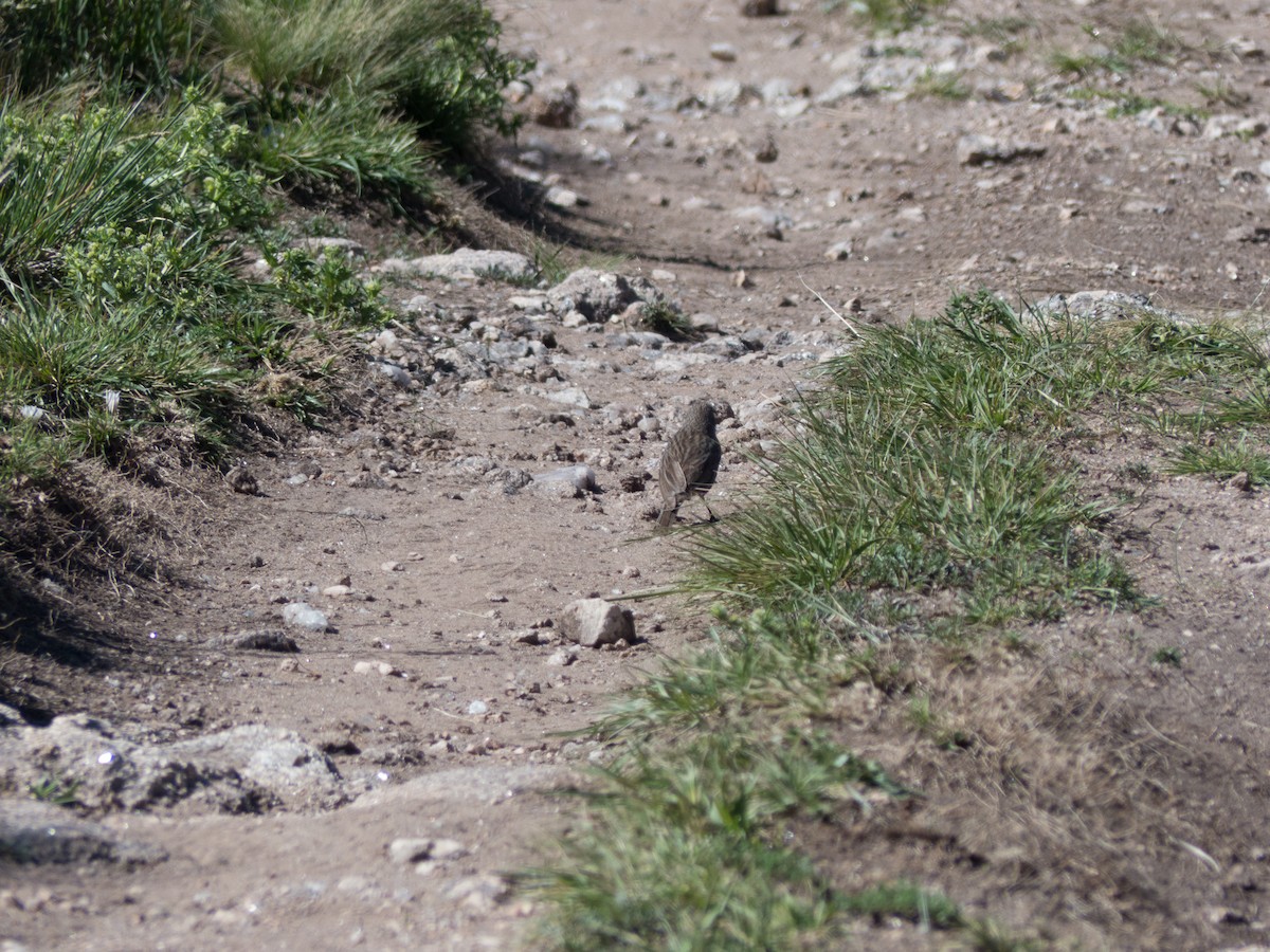 Plumbeous Sierra Finch - ML612132118