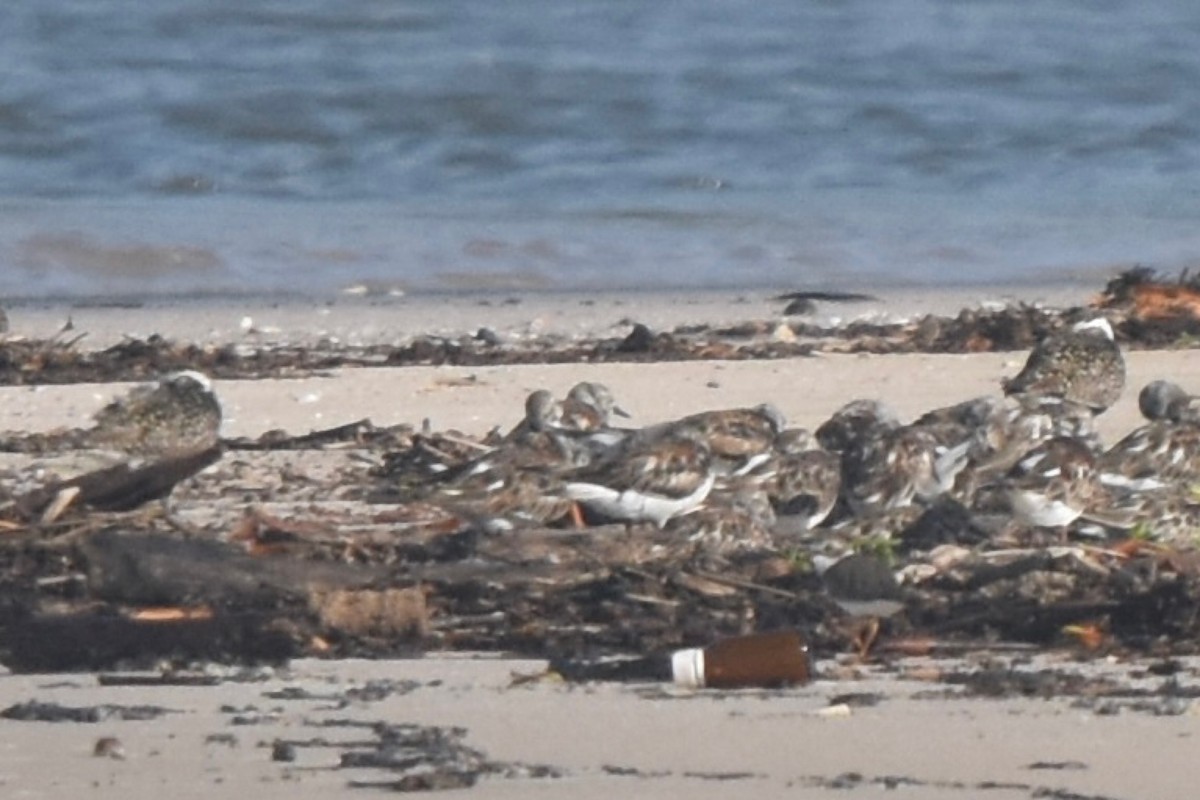 American Golden-Plover - ML612132129