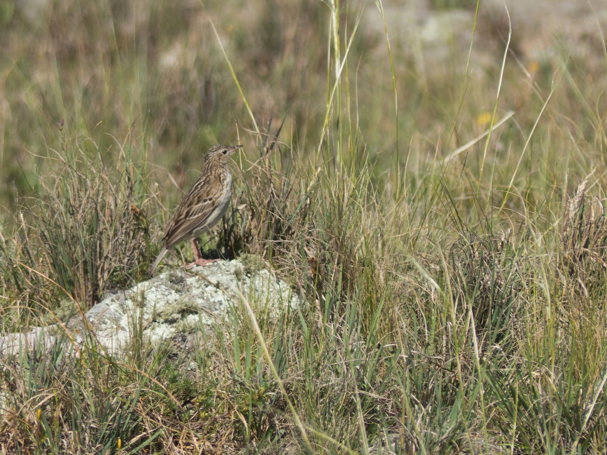 Hellmayr's Pipit - Santiago Fernandez Bordin