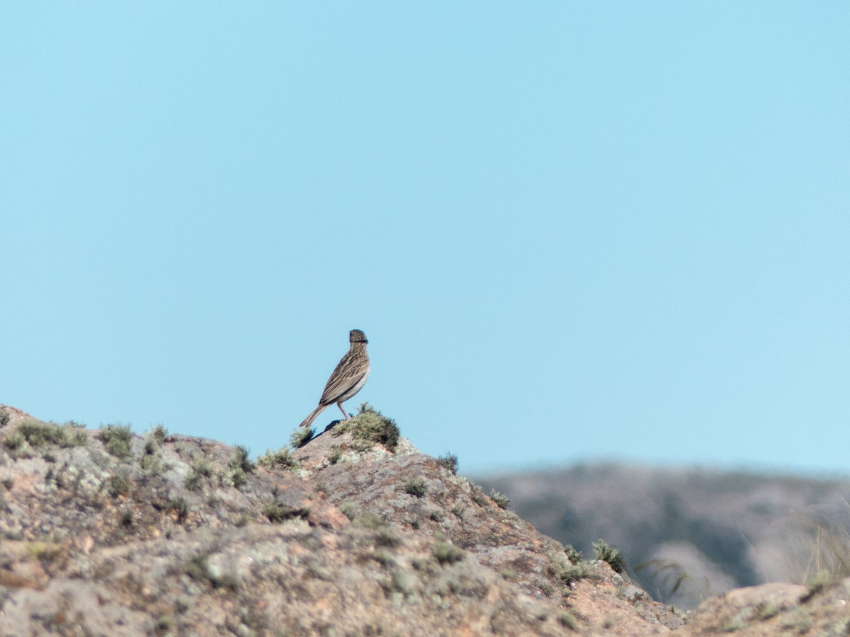 Hellmayr's Pipit - Santiago Fernandez Bordin