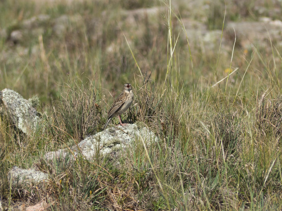 Hellmayr's Pipit - Santiago Fernandez Bordin