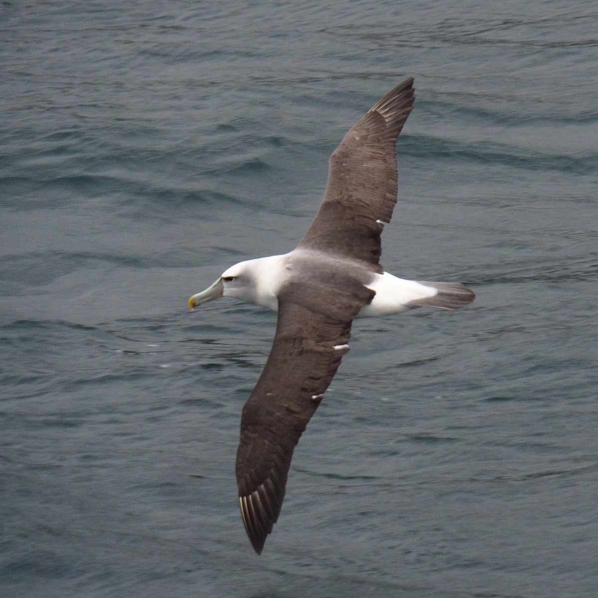 White-capped Albatross - ML612132154