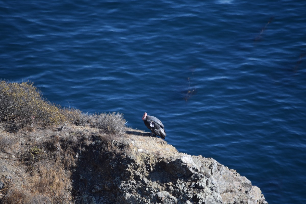 Condor de Californie - ML612132189