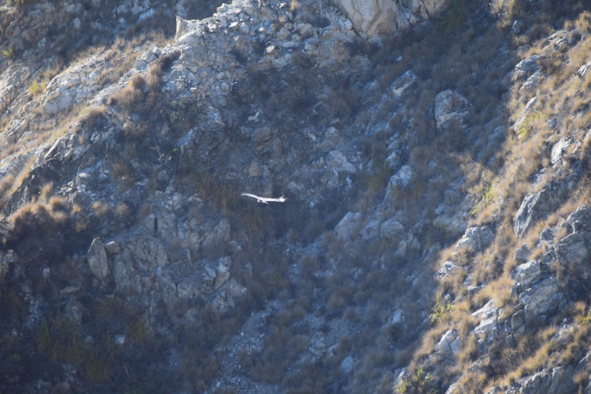 Condor de Californie - ML612132190