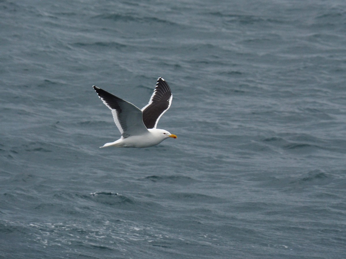 Kelp Gull - ML612132205