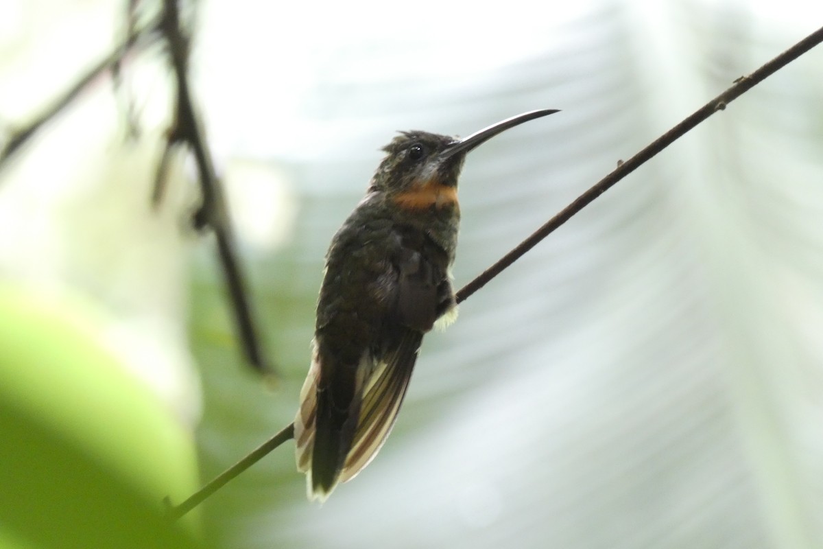 kolibřík světloocasý - ML612132208